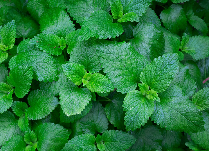 10 Health Benefits of Mint Leaves